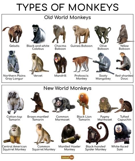 Monkey Type .